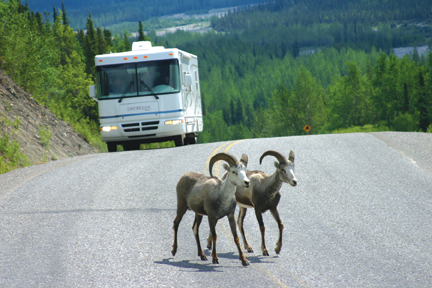 Yukon Wildlife